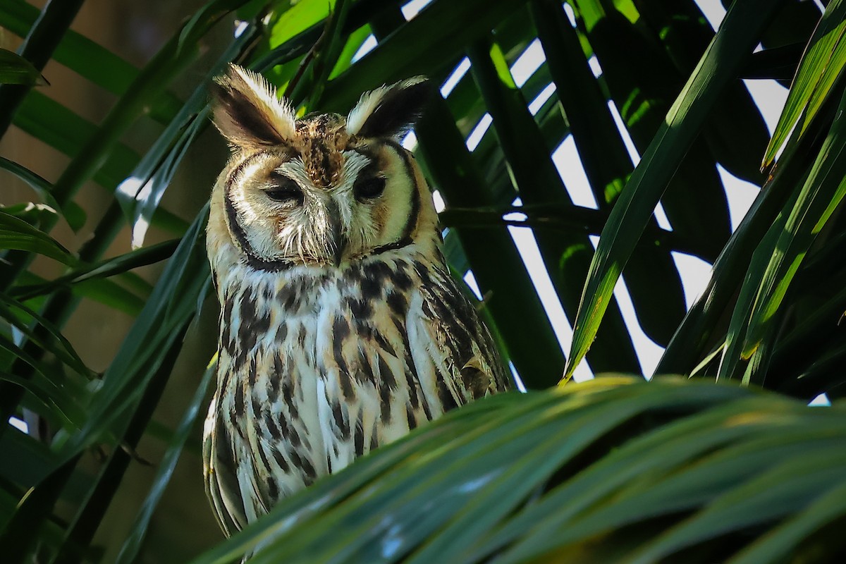 Striped Owl - ML619419998