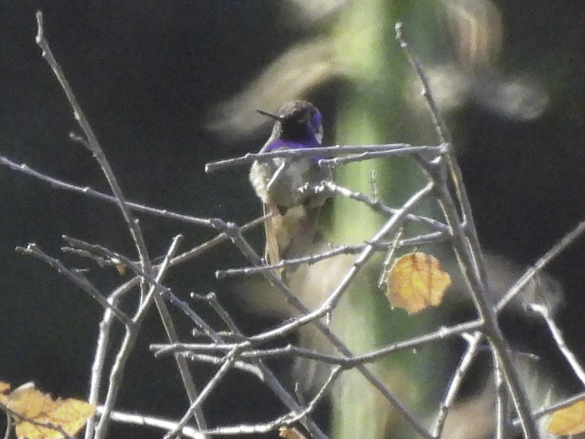 Costa's Hummingbird - ML619420086
