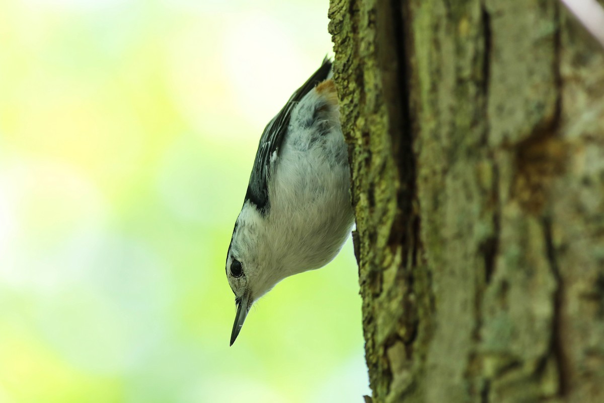 White-breasted Nuthatch - ML619420100