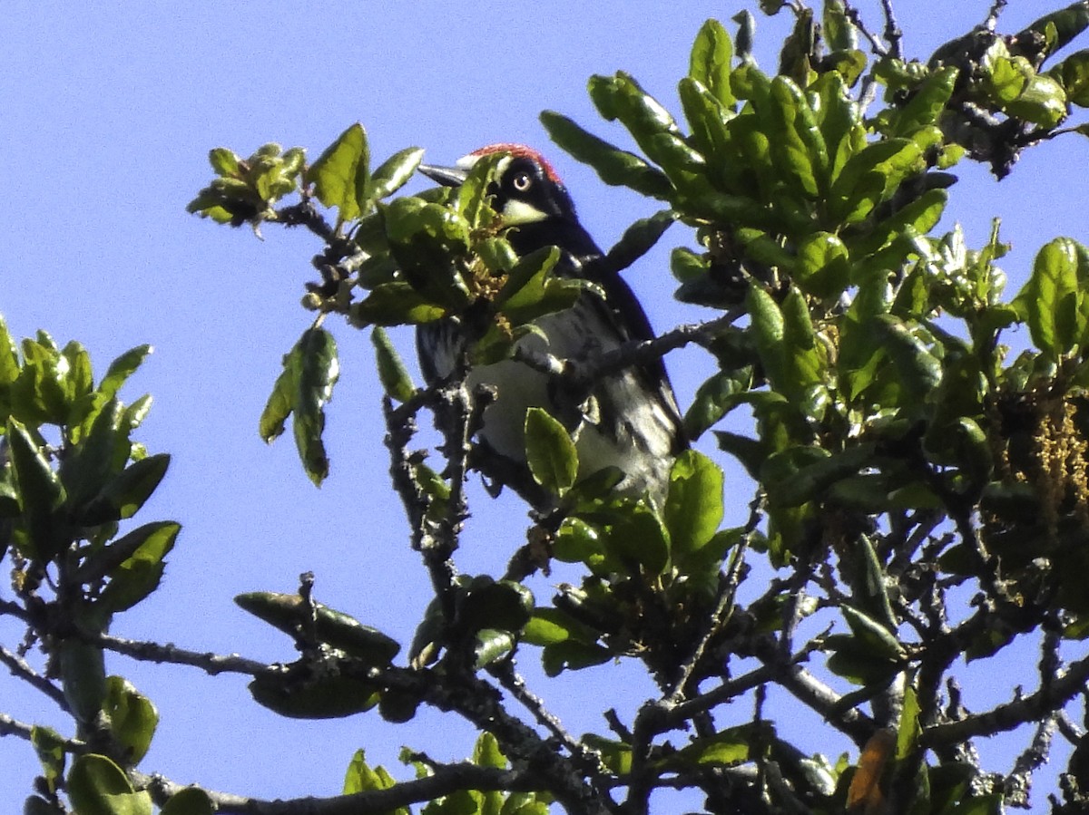 Acorn Woodpecker - ML619420112