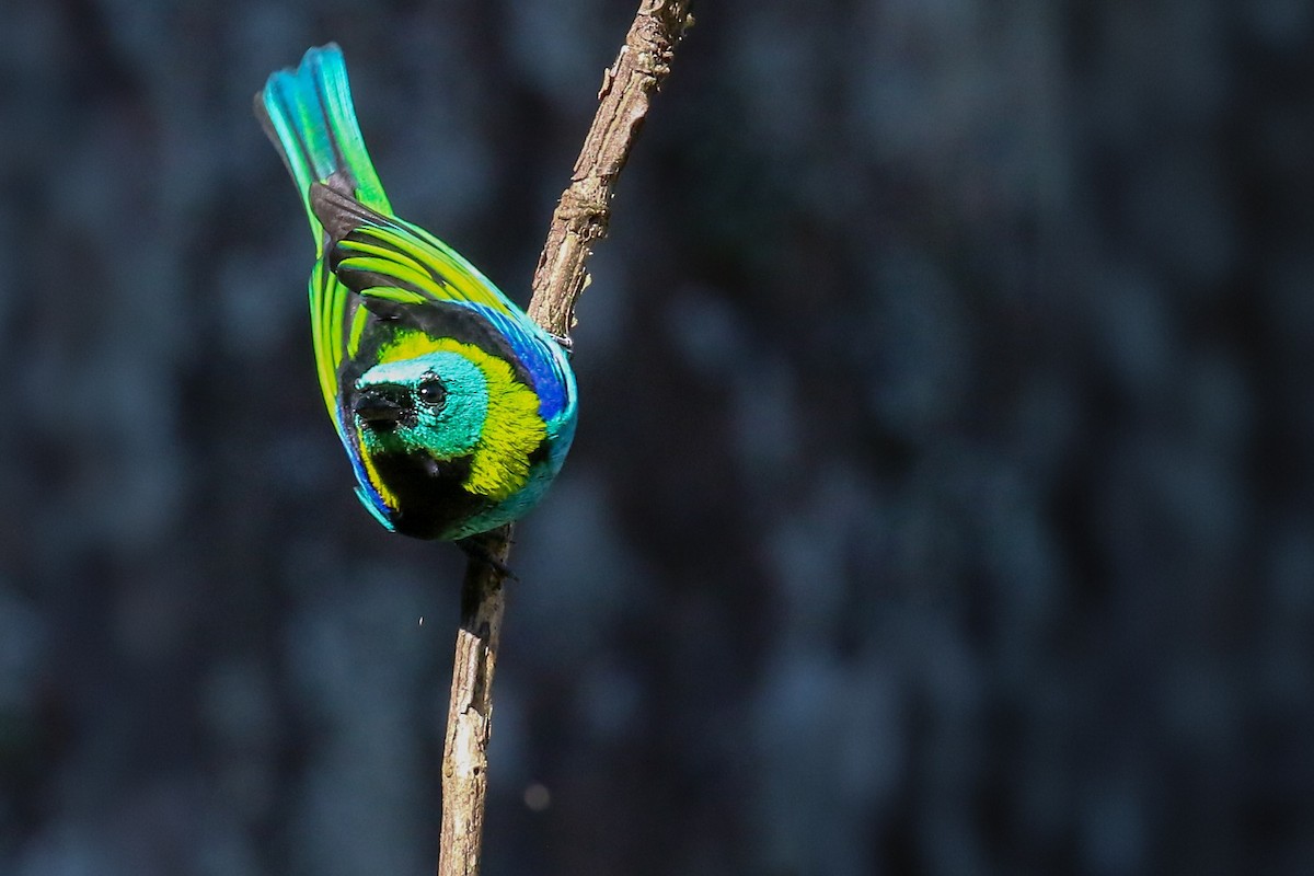 Green-headed Tanager - ML619420157