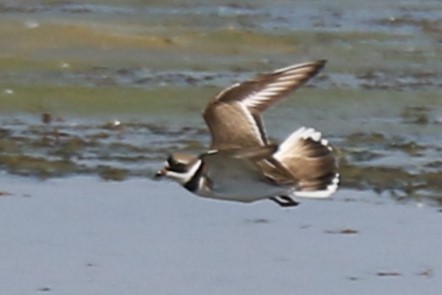 Semipalmated Plover - ML619420192