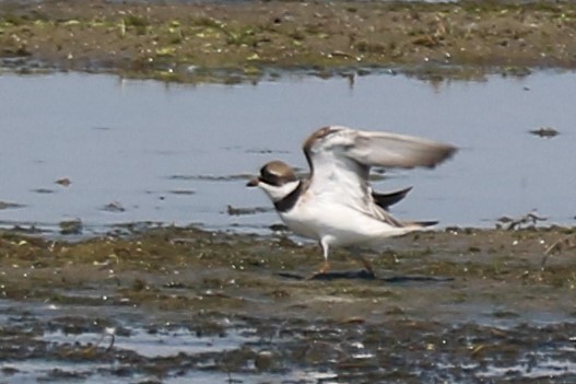 Semipalmated Plover - ML619420193