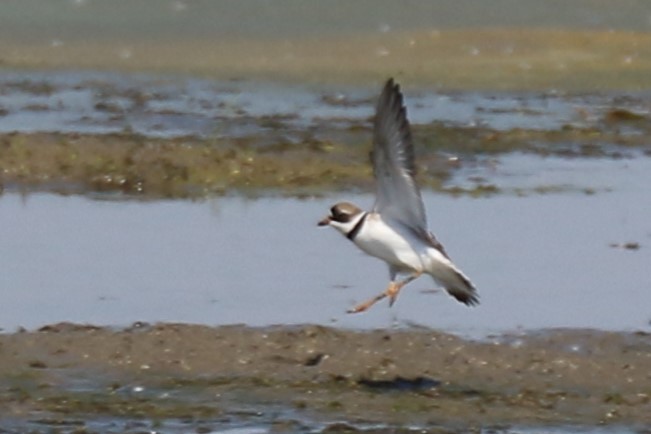Semipalmated Plover - ML619420194