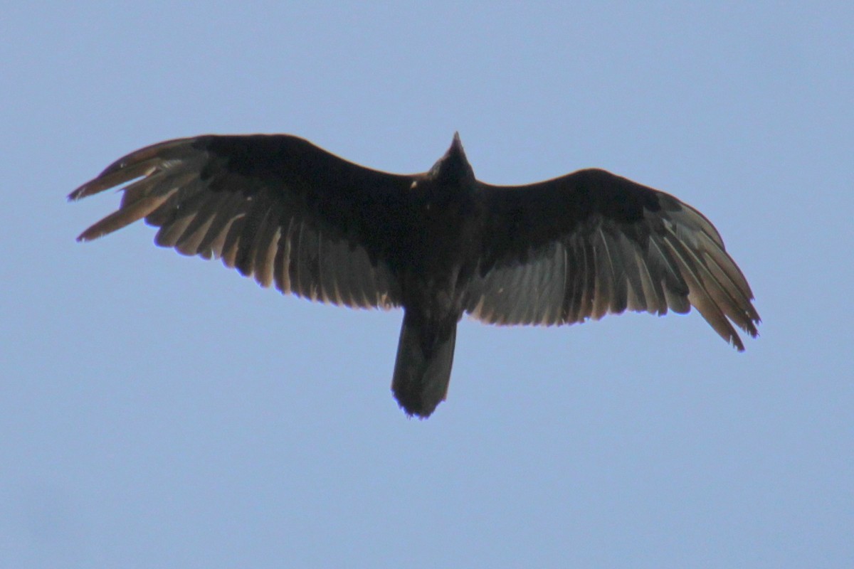 Turkey Vulture - ML619420239