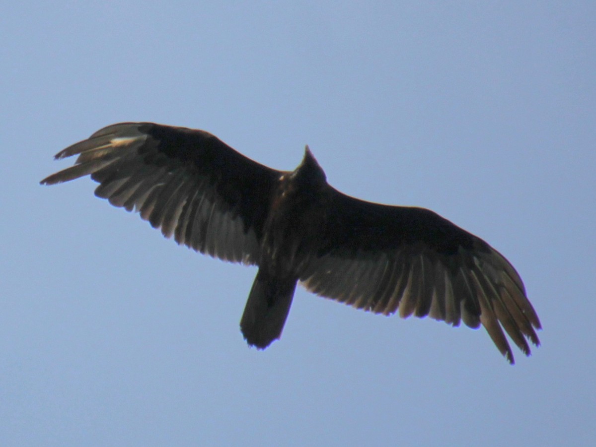 Turkey Vulture - ML619420241