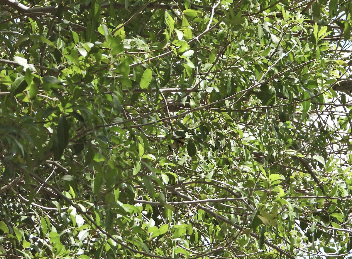 Magnolia Warbler - ML619420272