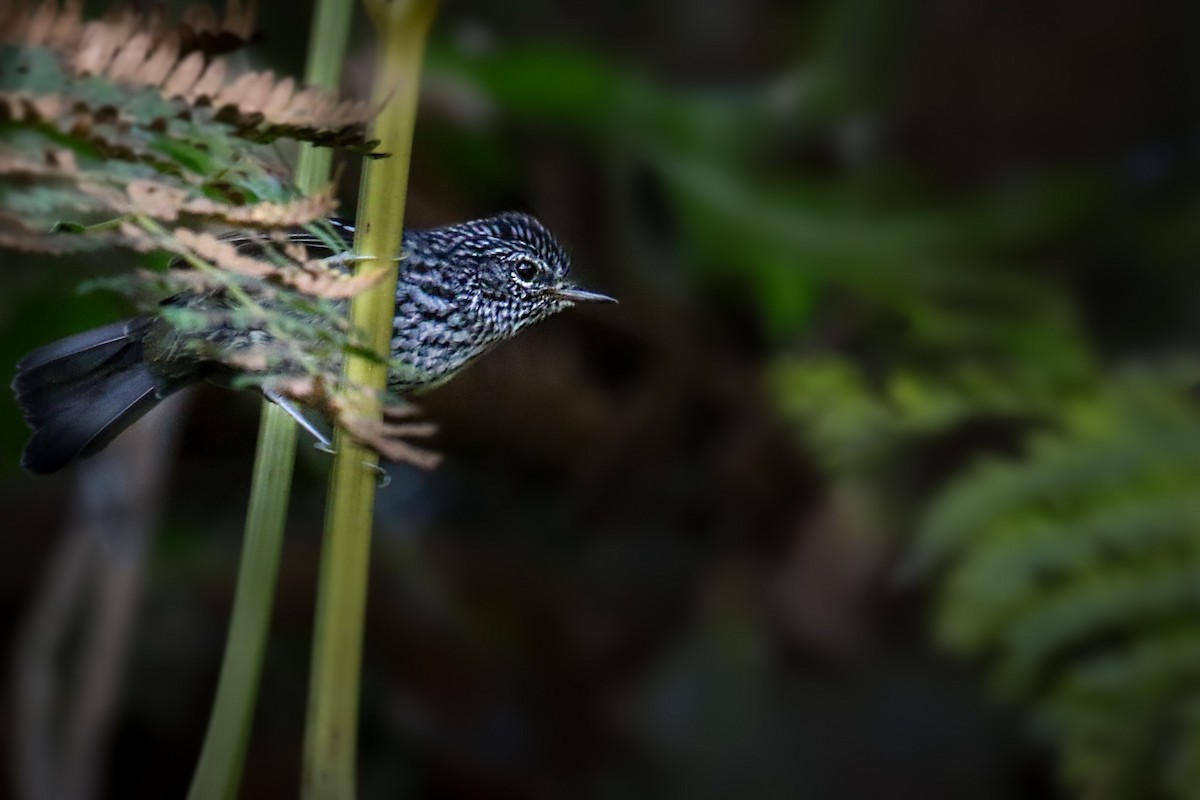 Dusky-tailed Antbird - ML619420279