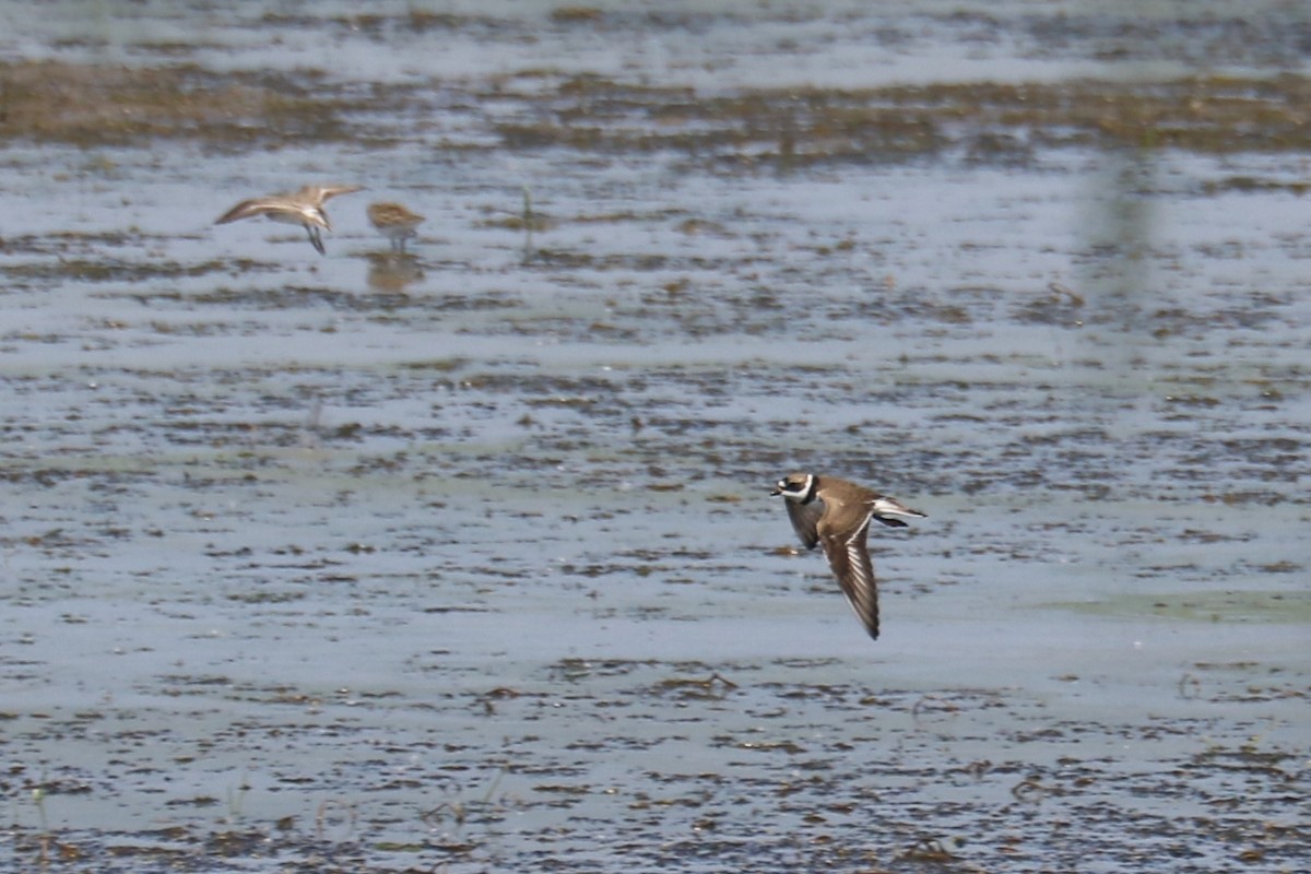 Semipalmated Plover - ML619420286