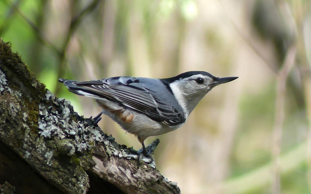 White-breasted Nuthatch - ML619420290