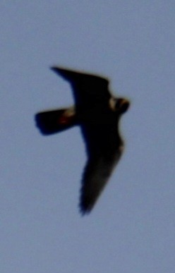 Peregrine Falcon (North American) - ML619420299