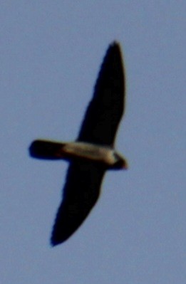 Peregrine Falcon (North American) - ML619420300