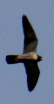 Peregrine Falcon (North American) - ML619420301