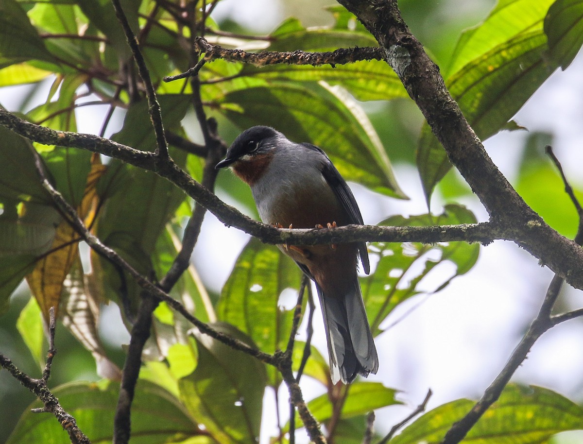 Rufous-throated Solitaire - ML619420391