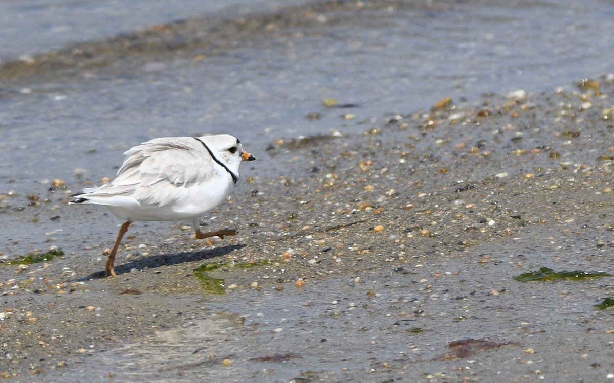 Piping Plover - ML619420430