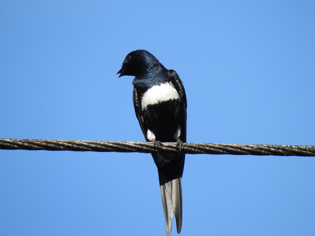 White-banded Swallow - ML619420455