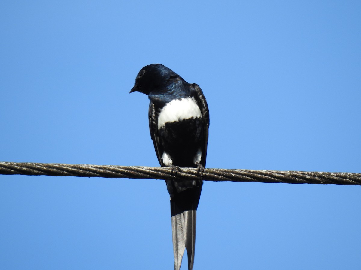 White-banded Swallow - ML619420457