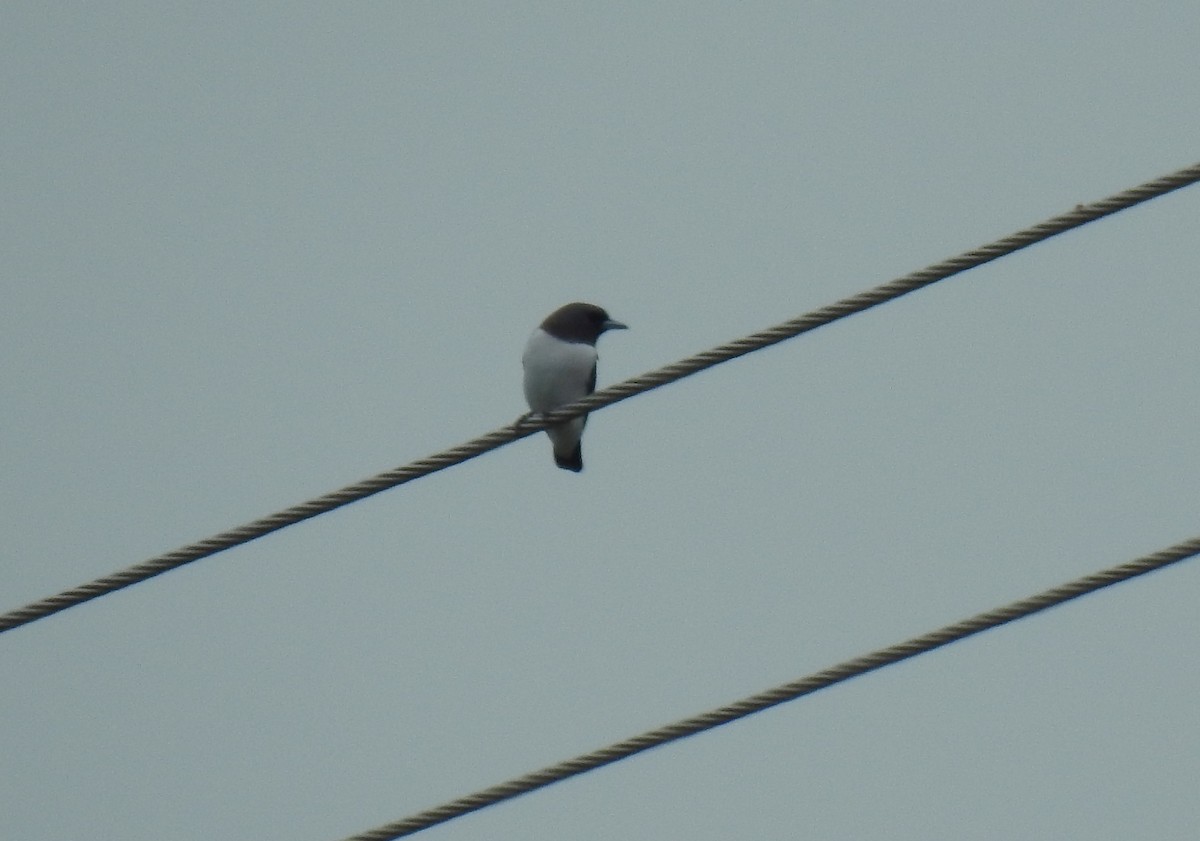White-breasted Woodswallow - ML619420473