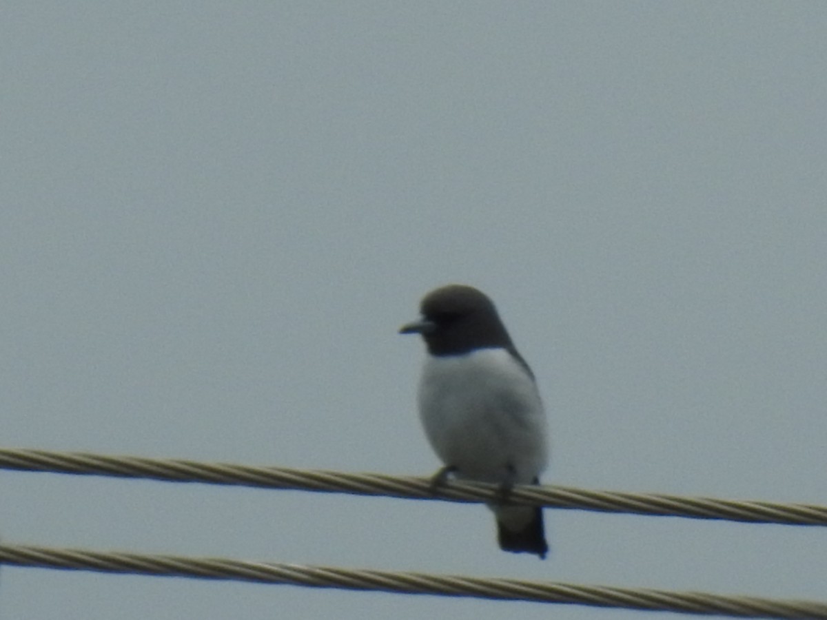 White-breasted Woodswallow - ML619420476