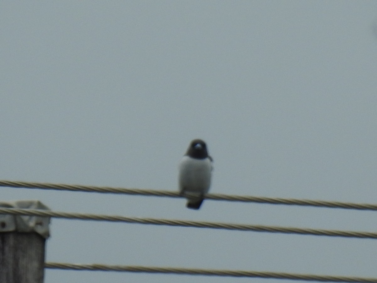 White-breasted Woodswallow - ML619420477