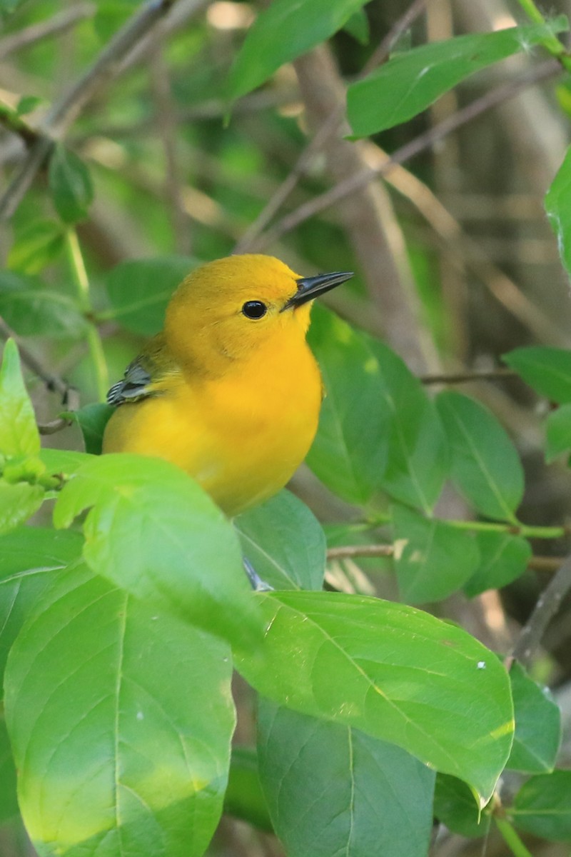 Prothonotary Warbler - ML619420515