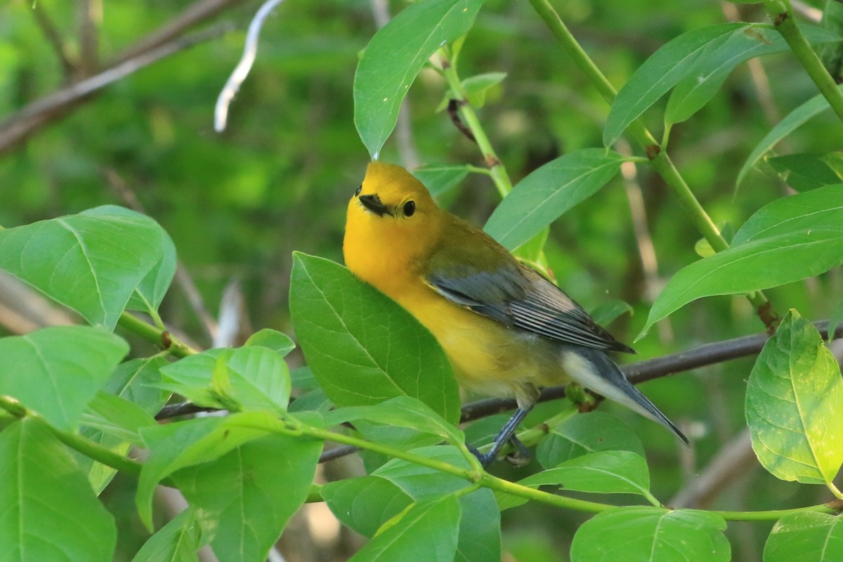 Prothonotary Warbler - ML619420516