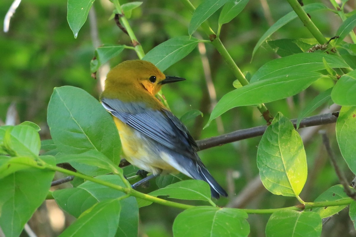 Prothonotary Warbler - ML619420517