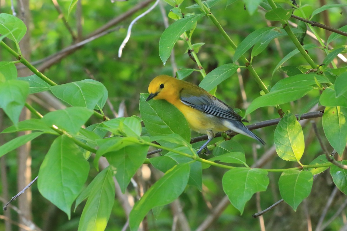 Prothonotary Warbler - ML619420518