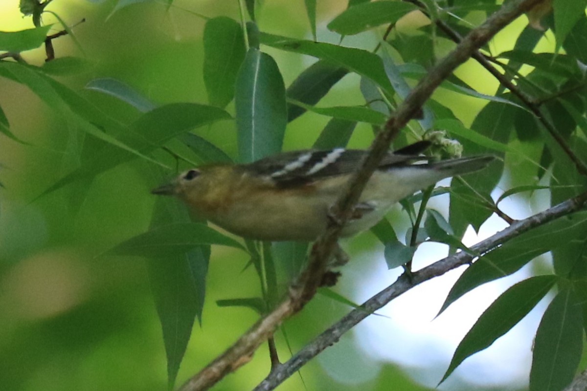 Bay-breasted Warbler - ML619420531