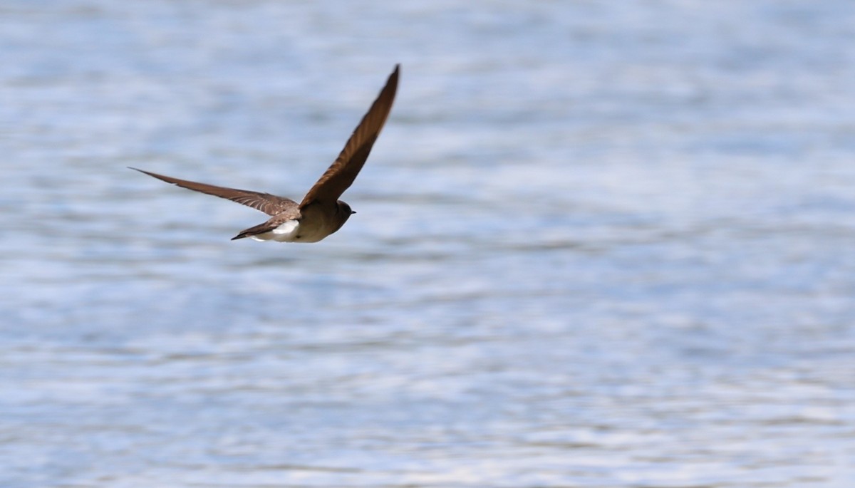 Northern Rough-winged Swallow - ML619420558