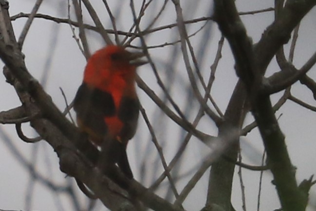 Scarlet Tanager - ML619420647