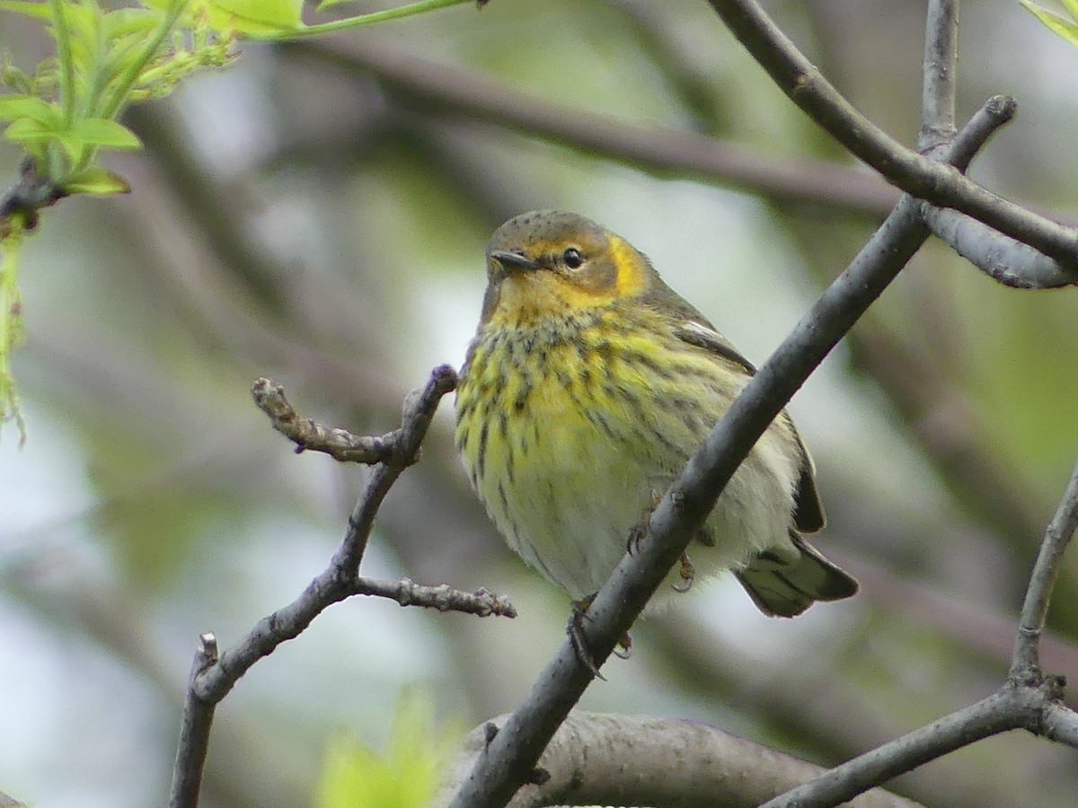 Cape May Warbler - ML619420654