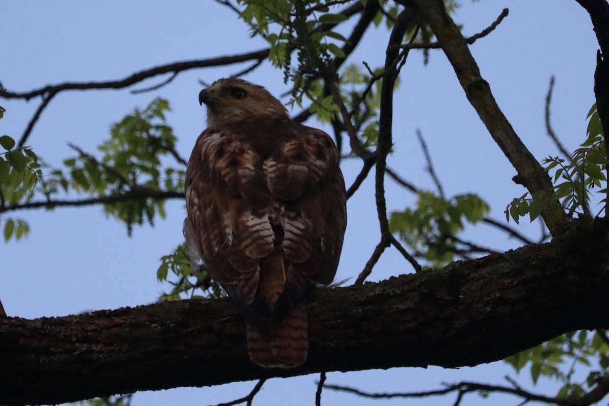 Red-tailed Hawk - ML619420677