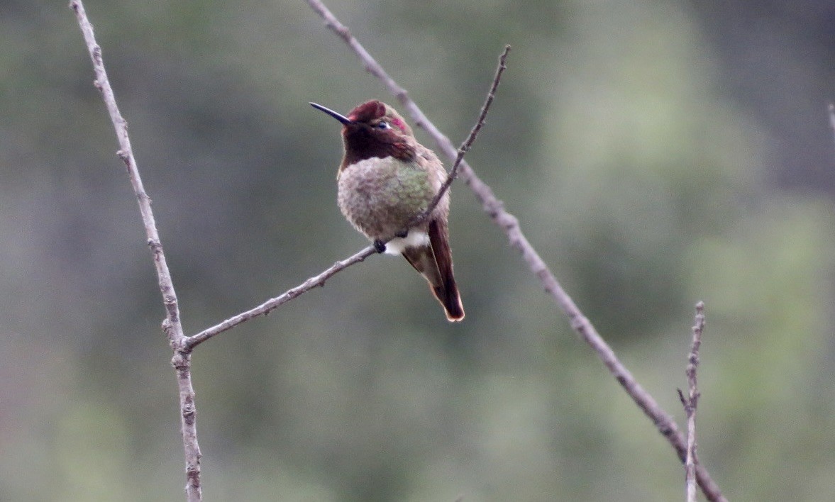 Anna's Hummingbird - ML619420733