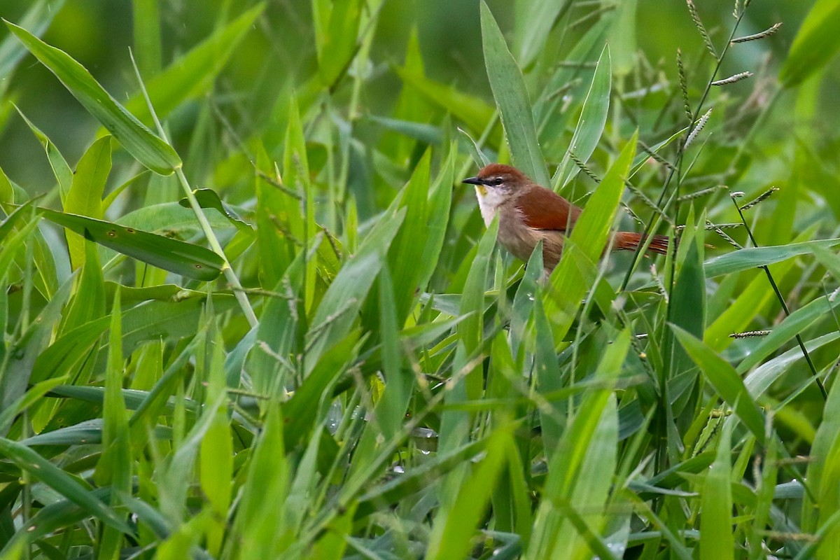 Yellow-chinned Spinetail - ML619420766