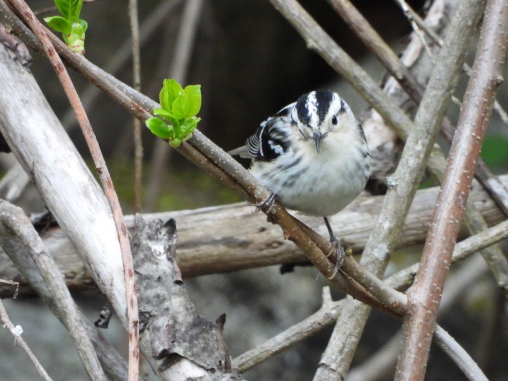 Black-and-white Warbler - ML619420770