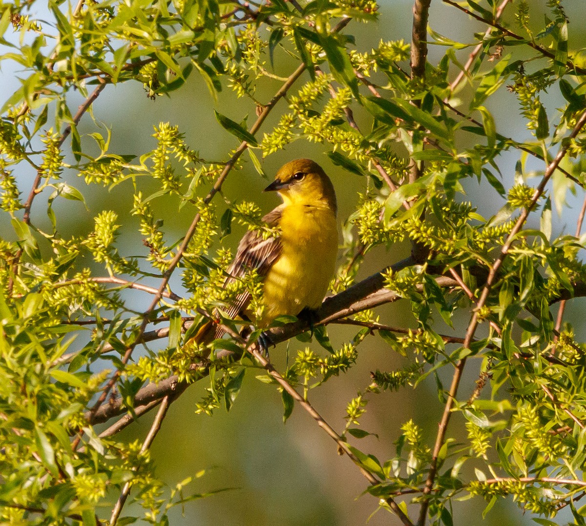 Orchard Oriole - ML619420835