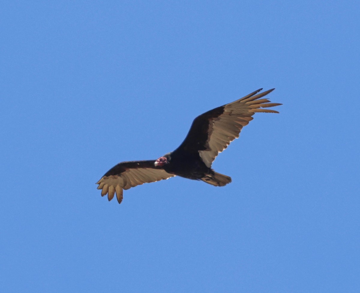 Turkey Vulture - ML619420854