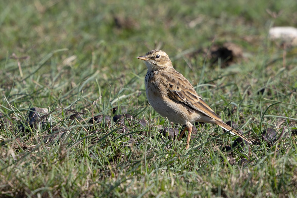 African Pipit - ML619420866