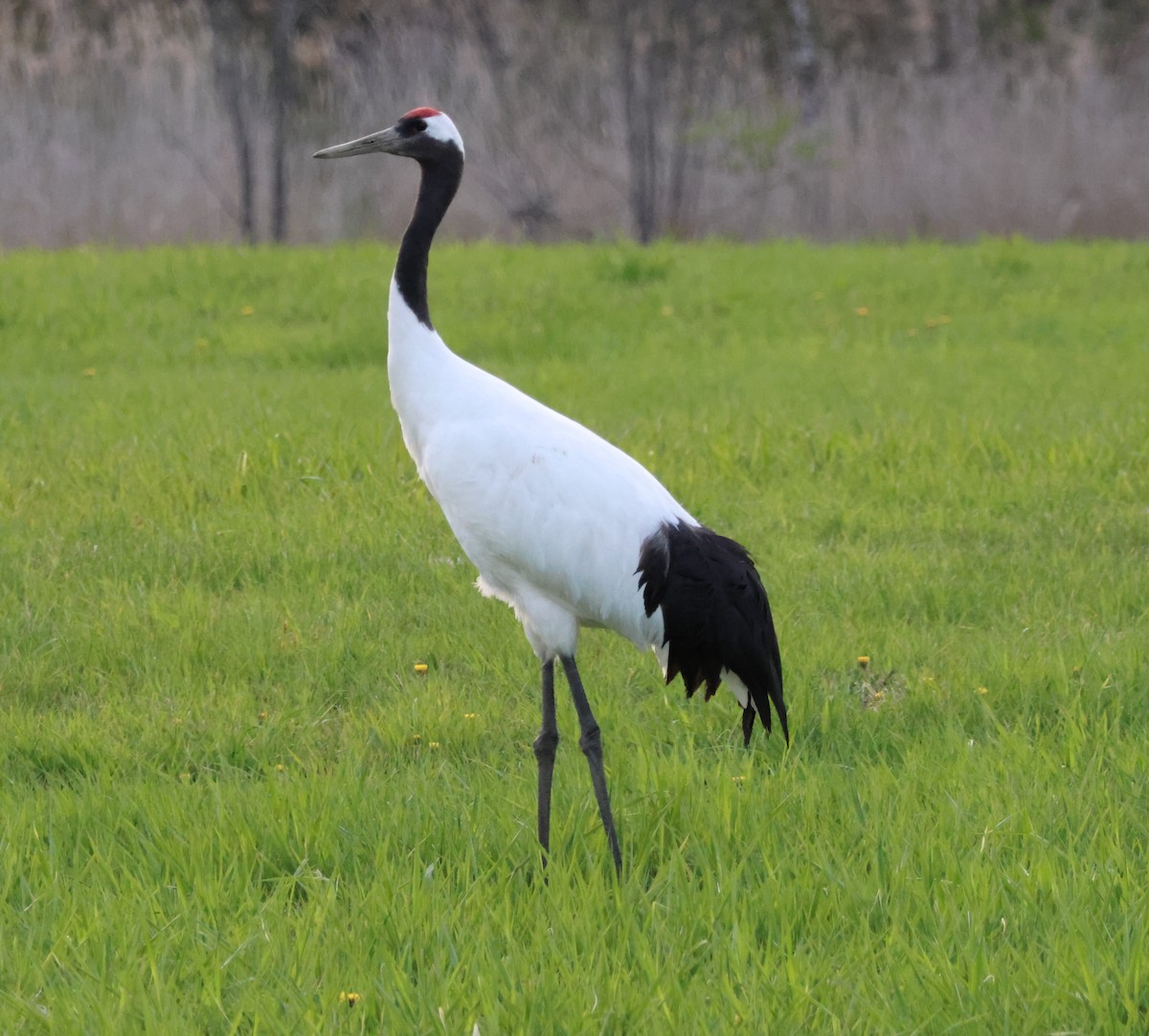 Red-crowned Crane - ML619420934