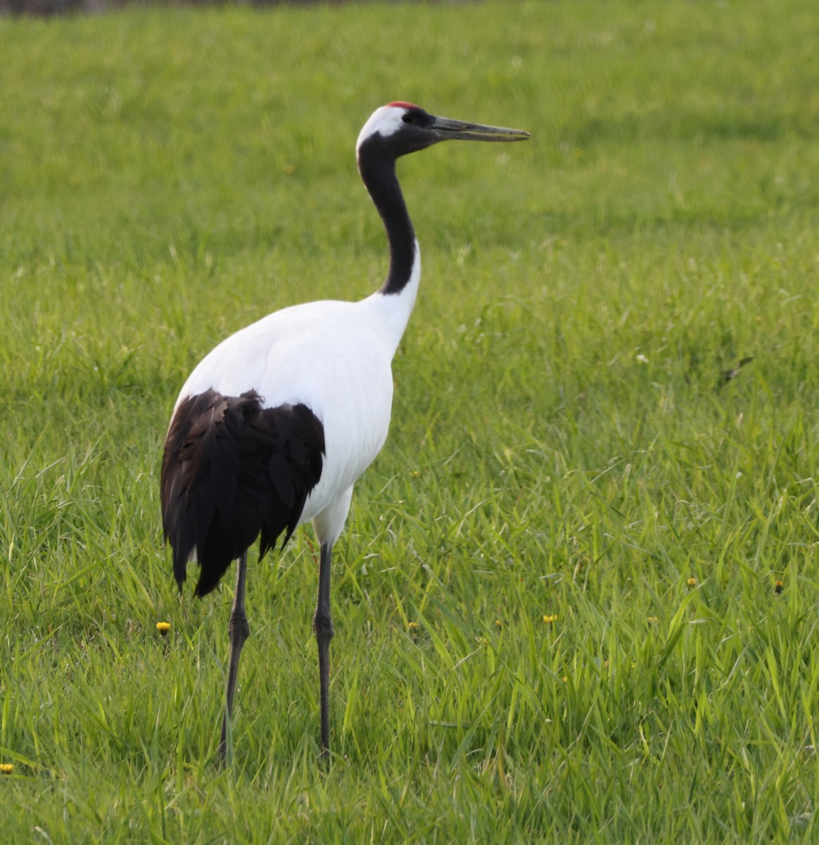 Red-crowned Crane - ML619420935