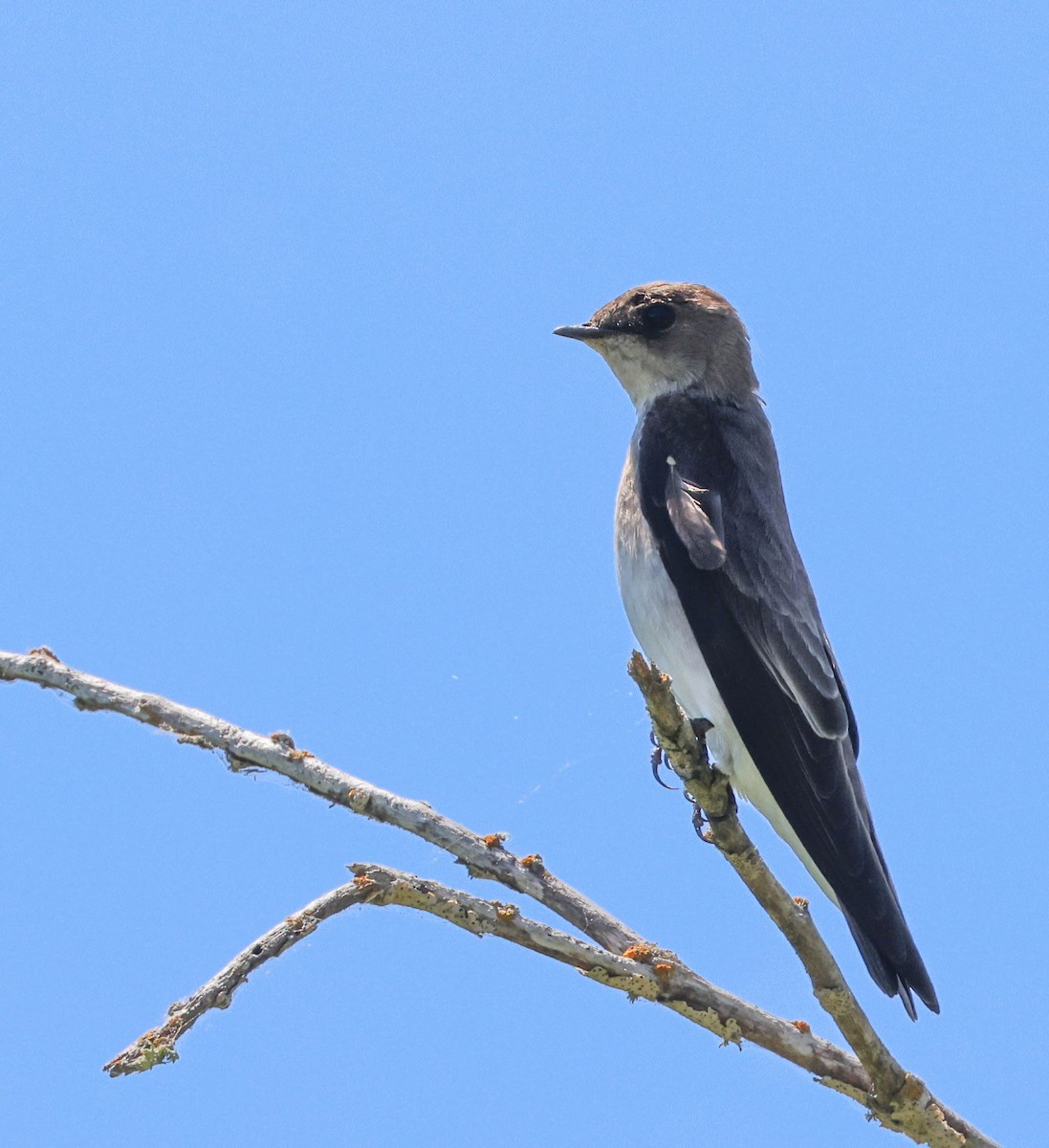 Northern Rough-winged Swallow - ML619420992