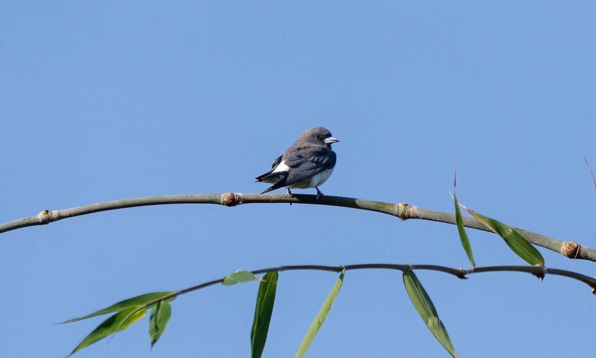 White-breasted Woodswallow - ML619420996