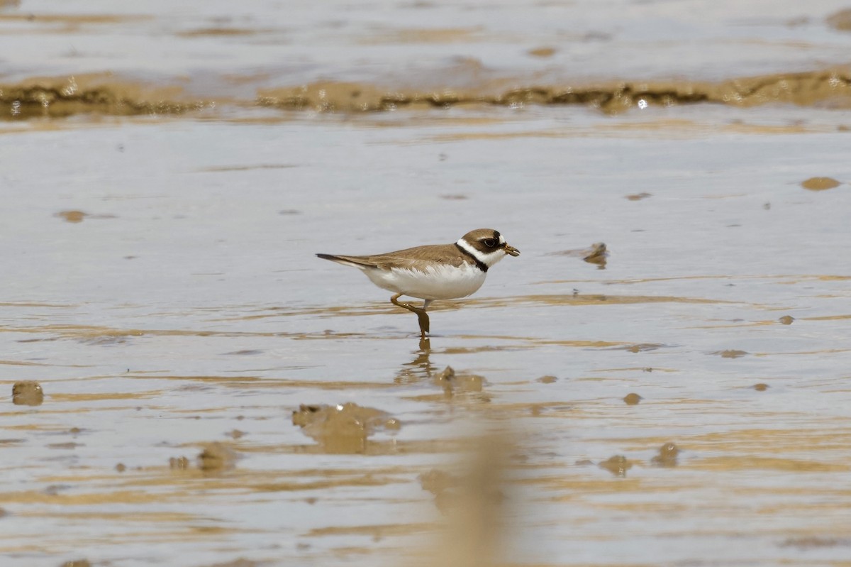 Semipalmated Plover - ML619421004