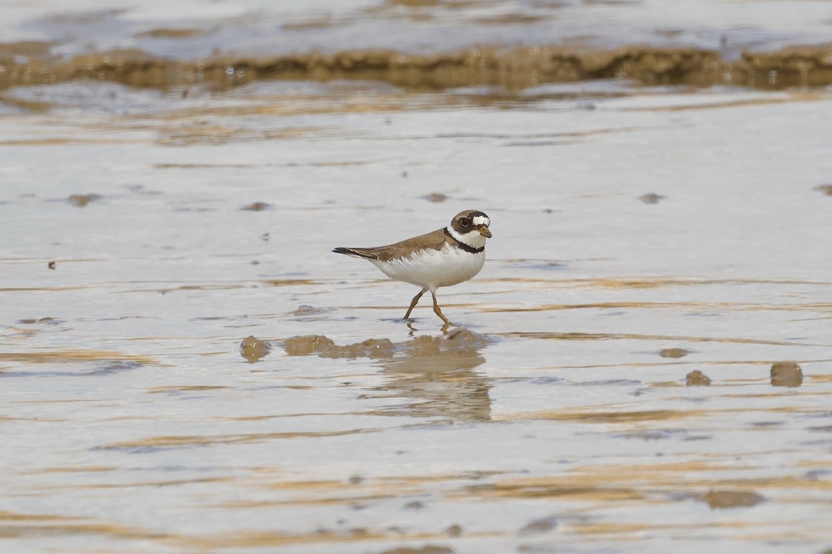 Semipalmated Plover - ML619421005
