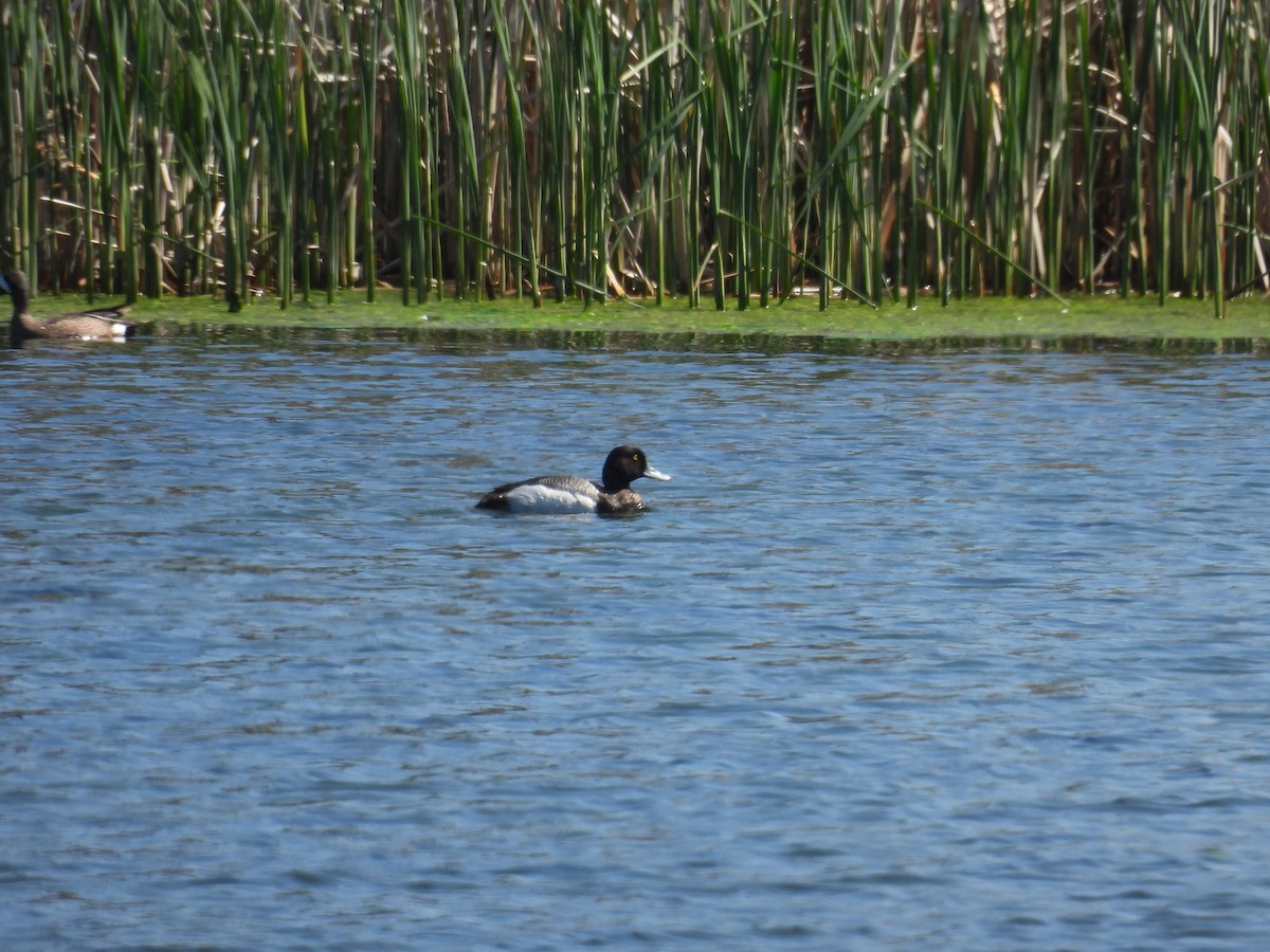 Greater Scaup - ML619421009