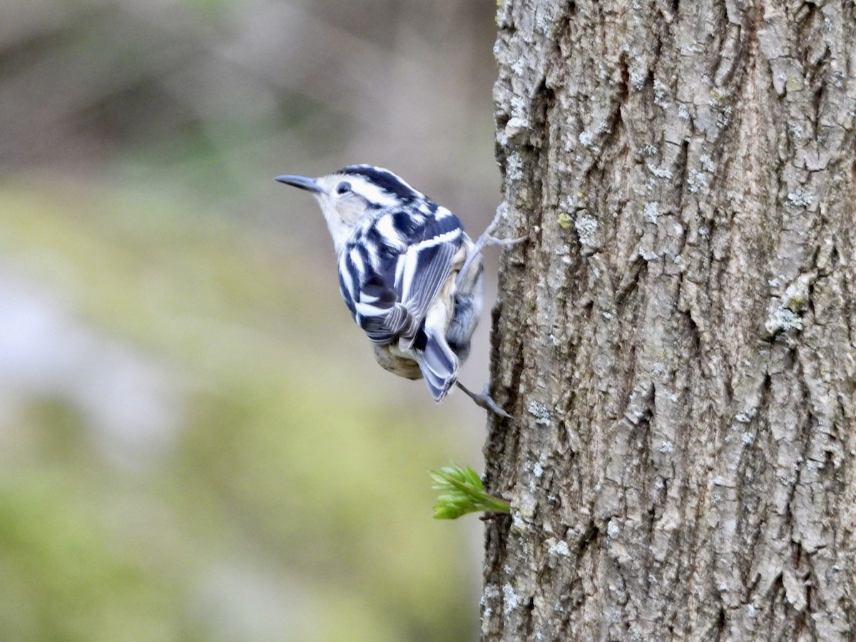 Black-and-white Warbler - ML619421081
