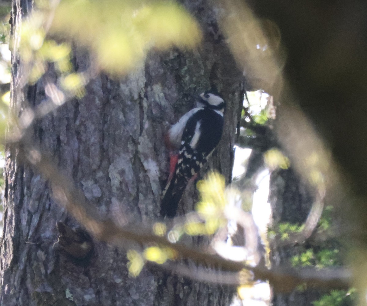 Great Spotted Woodpecker - ML619421087