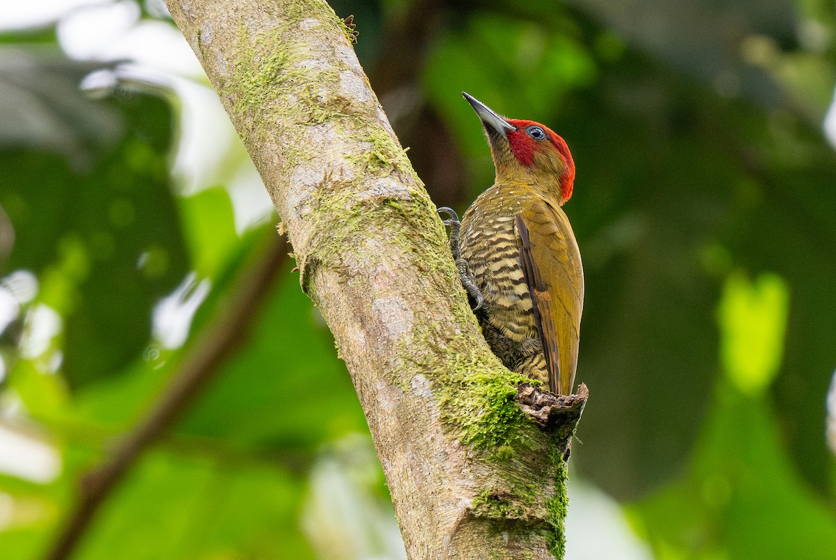 Rufous-winged Woodpecker - ML619421147