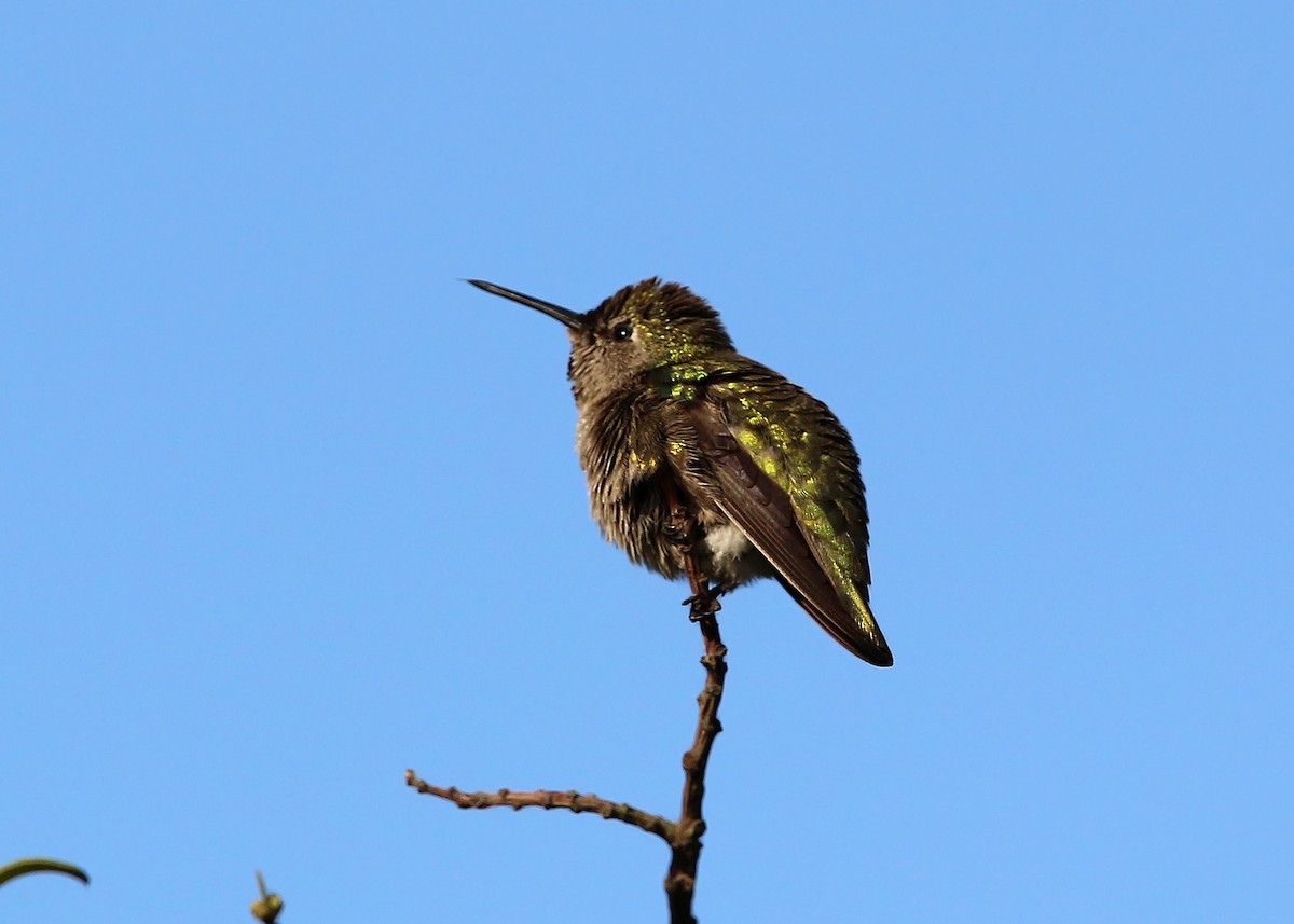 Anna's Hummingbird - ML619421163